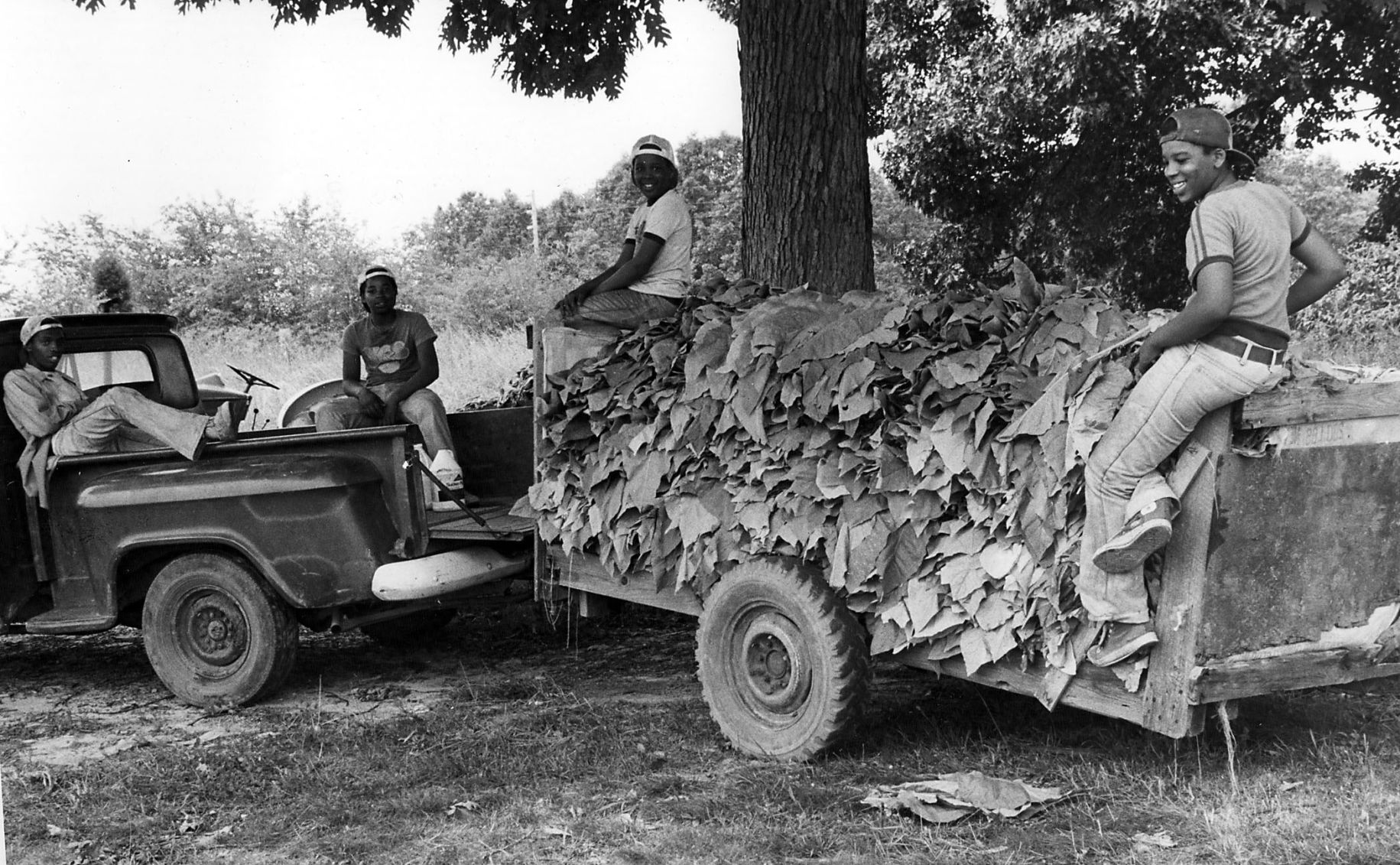 081679 tobacco.jpg